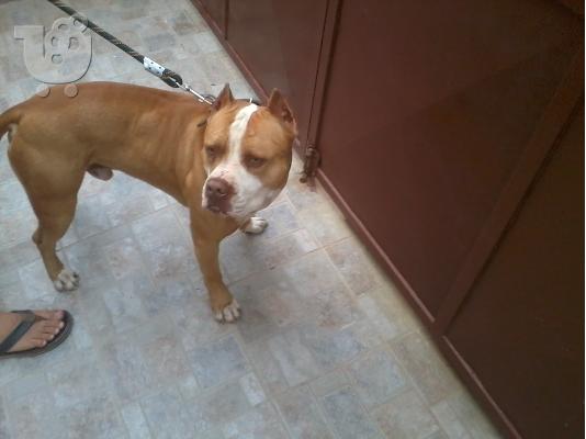 PoulaTo: Pit bull red nose..Kαθαρόαιμα Μόνο για γνώστες..